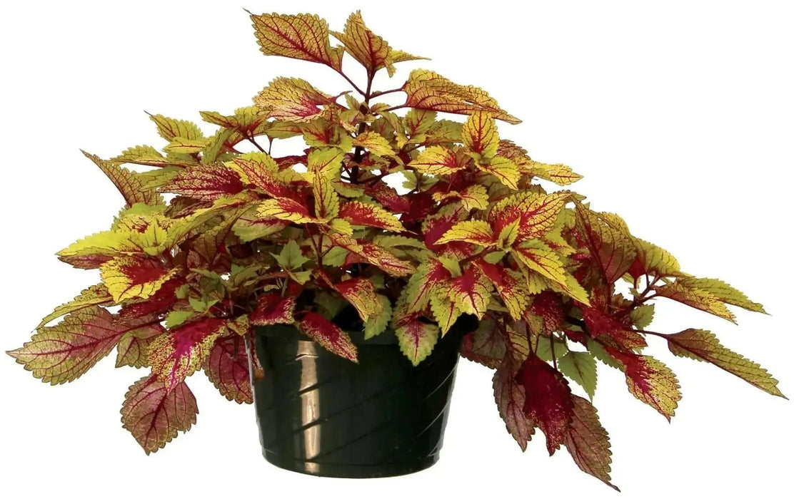 coleus clouds hottie ,LIVE STARTER PLANT, FOLIAGE - Caribbean garden seed