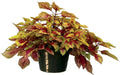 coleus clouds hottie ,LIVE STARTER PLANT, FOLIAGE - Caribbean garden seed