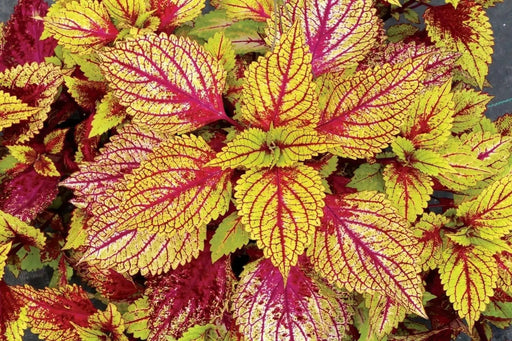 coleus clouds hottie ,LIVE STARTER PLANT, FOLIAGE - Caribbean garden seed