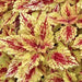 coleus clouds hottie ,LIVE STARTER PLANT, FOLIAGE - Caribbean garden seed