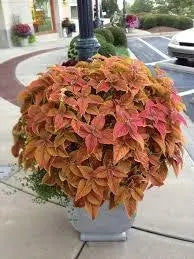COLEUS RUSTIC ORANGE ,LIVE STARTER PLANT, FOLIAGE - Caribbean garden seed