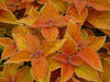 COLEUS RUSTIC ORANGE ,LIVE STARTER PLANT, FOLIAGE - Caribbean garden seed