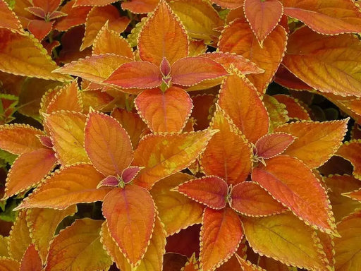 COLEUS RUSTIC ORANGE ,LIVE STARTER PLANT, FOLIAGE - Caribbean garden seed