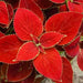 COLEUS RED COAT ,LIVE STARTER PLANT - Caribbean garden seed