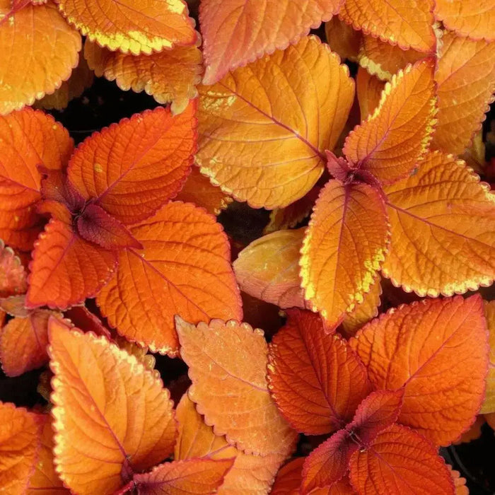 COLEUS RUSTIC ORANGE ,LIVE STARTER PLANT, FOLIAGE - Caribbean garden seed