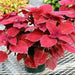 COLEUS RED COAT ,LIVE STARTER PLANT - Caribbean garden seed