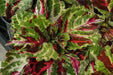Coleus Seed ( Kong Mosaic) Exotic foliage  ! - Caribbean garden seed
