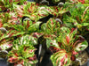 Coleus Seed ( Kong Mosaic) Exotic foliage  ! - Caribbean garden seed