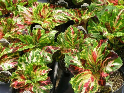 Coleus Seed ( Kong Mosaic) Exotic foliage  ! - Caribbean garden seed