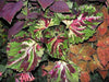 Coleus Seed ( Kong Mosaic) Exotic foliage  ! - Caribbean garden seed