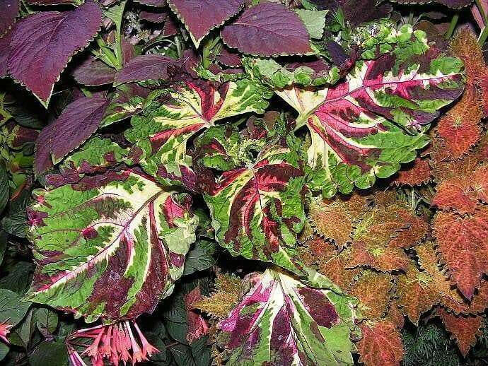 Coleus Seed ( Kong Mosaic) Exotic foliage  ! - Caribbean garden seed