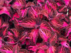 Coleus Kingswood Torch (LIVE STARTER PLANTS ) SHADE LOVING FOLIAGE - Caribbean garden seed