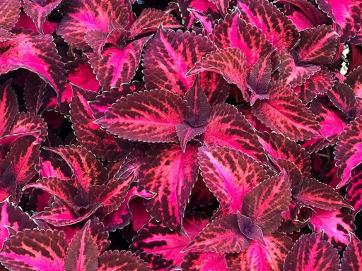 Coleus Kingswood Torch (LIVE STARTER PLANTS ) SHADE LOVING FOLIAGE - Caribbean garden seed