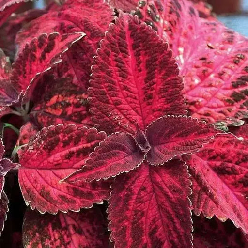 Coleus Kingswood Torch (LIVE STARTER PLANTS ) SHADE LOVING FOLIAGE - Caribbean garden seed