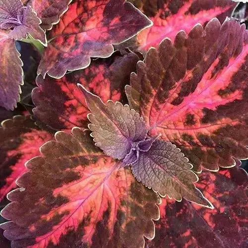 Coleus Kingswood Torch (LIVE STARTER PLANTS ) SHADE LOVING FOLIAGE - Caribbean garden seed