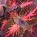 Coleus Kingswood Torch (LIVE STARTER PLANTS ) SHADE LOVING FOLIAGE - Caribbean garden seed
