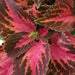 Coleus Kingswood Torch (LIVE STARTER PLANTS ) SHADE LOVING FOLIAGE - Caribbean garden seed