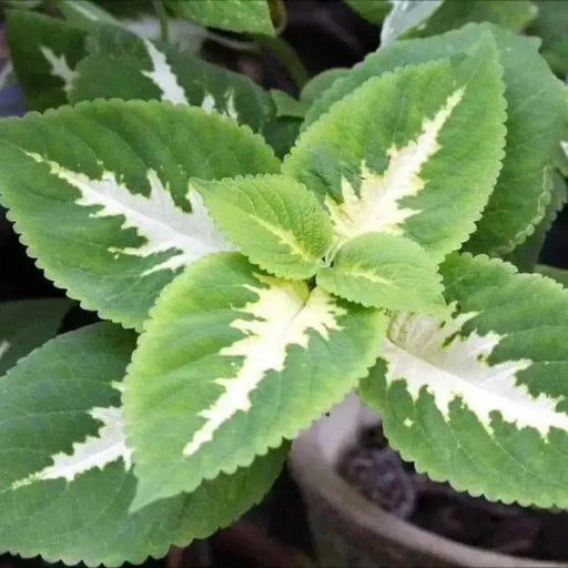 Coleus Seeds ,WIZARD SERIES-JADE- Grow Well in Shaded Area  ! - Caribbean garden seed