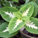 Coleus Seeds ,WIZARD SERIES-JADE- Grow Well in Shaded Area  ! - Caribbean garden seed