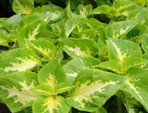 Coleus Seeds ,WIZARD SERIES-JADE- Grow Well in Shaded Area  ! - Caribbean garden seed