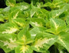 Coleus Seeds ,WIZARD SERIES-JADE- Grow Well in Shaded Area  ! - Caribbean garden seed