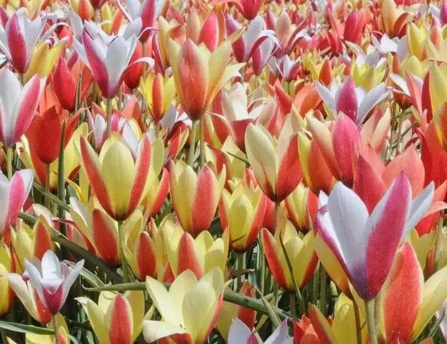 Clusiana Super Mix Bulbs, Deer Resistant, Perennial - Caribbean garden seed