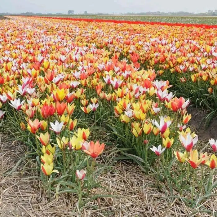 Clusiana Super Mix Bulbs, Deer Resistant, Perennial - Caribbean garden seed