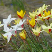 Clusiana Super Mix Bulbs, Deer Resistant, Perennial - Caribbean garden seed