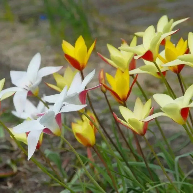 Clusiana Super Mix Bulbs, Deer Resistant, Perennial - Caribbean garden seed