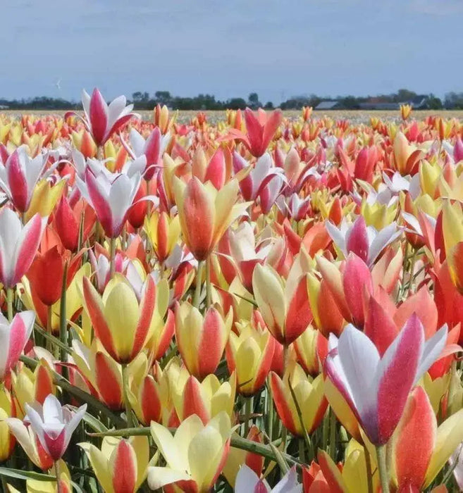 Clusiana Super Mix Bulbs, Deer Resistant, Perennial - Caribbean garden seed