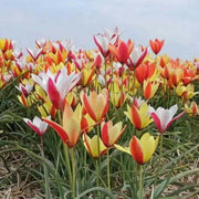 Clusiana Super Mix Bulbs, Deer Resistant, Perennial - Caribbean garden seed