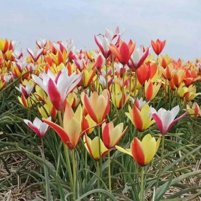 Clusiana Super Mix Bulbs, Deer Resistant, Perennial - Caribbean garden seed
