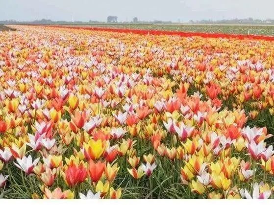 Clusiana Super Mix Bulbs, Deer Resistant, Perennial - Caribbean garden seed