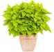 Coleus lime (LIVE STARTER PLANTS ) SHADE LOVING FOLIAGE - Caribbean garden seed