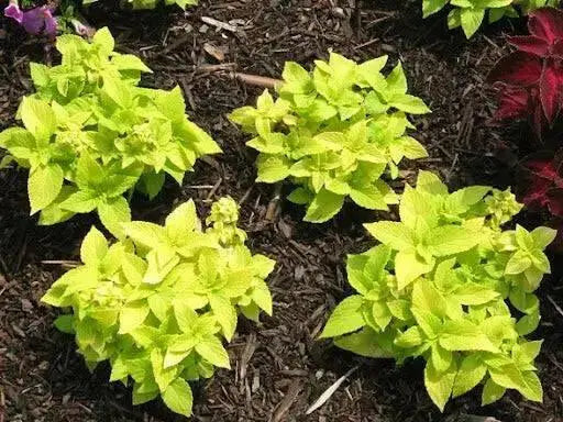 Coleus lime (LIVE STARTER PLANTS ) SHADE LOVING FOLIAGE - Caribbean garden seed