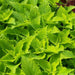 Coleus lime (LIVE STARTER PLANTS ) SHADE LOVING FOLIAGE - Caribbean garden seed