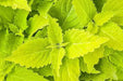 Coleus lime (LIVE STARTER PLANTS ) SHADE LOVING FOLIAGE - Caribbean garden seed