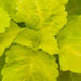 Coleus Seeds- FAIRWAY YELLOW, Chartreuse leaves with softer yellow veins. very Showy, Shade Loving, foliage plant - Caribbean garden seed