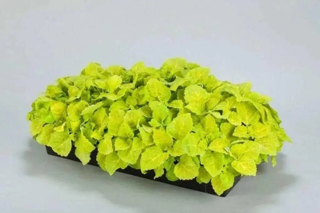 Coleus Seeds- FAIRWAY YELLOW, Chartreuse leaves with softer yellow veins. very Showy, Shade Loving, foliage plant - Caribbean garden seed