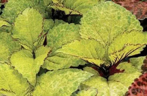 COLEUS SEEDS-Wizard Pineapple, FOLIAGE PLANT - Caribbean garden seed
