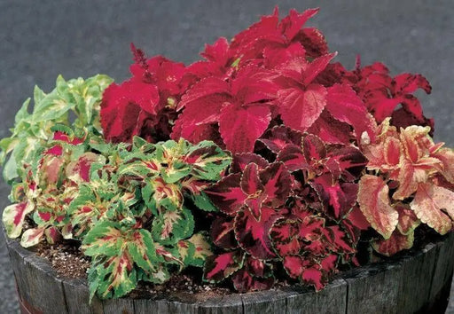 COLEUS SEEDS-SUPERFINE RAINBOW ,semi-dwarf ,Mix well ,Great for shaded area. - Caribbean garden seed