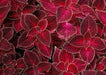 Coleus Seeds - Velvet Red,very Showy,Easy To Grow,Shade Loving Plant!Perfect for adding some intense color into the shade border - Caribbean garden seed