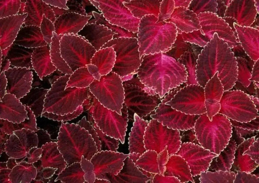 Coleus Seeds - Velvet Red,very Showy,Easy To Grow,Shade Loving Plant!Perfect for adding some intense color into the shade border - Caribbean garden seed
