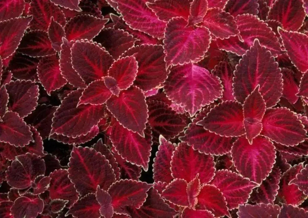 Coleus Seeds - Velvet Red,very Showy,Easy To Grow,Shade Loving Plant!Perfect for adding some intense color into the shade border - Caribbean garden seed