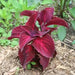 Coleus Seeds - Velvet Red,very Showy,Easy To Grow,Shade Loving Plant!Perfect for adding some intense color into the shade border - Caribbean garden seed