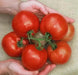 Cobra Tomato Seeds, Very productive Vegetable 10 Seeds - Caribbean garden seed