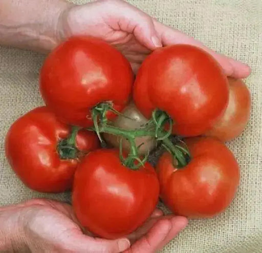 Cobra Tomato Seeds, Very productive Vegetable 10 Seeds - Caribbean garden seed