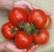 Cobra Tomato Seeds, Very productive Vegetable 10 Seeds - Caribbean garden seed