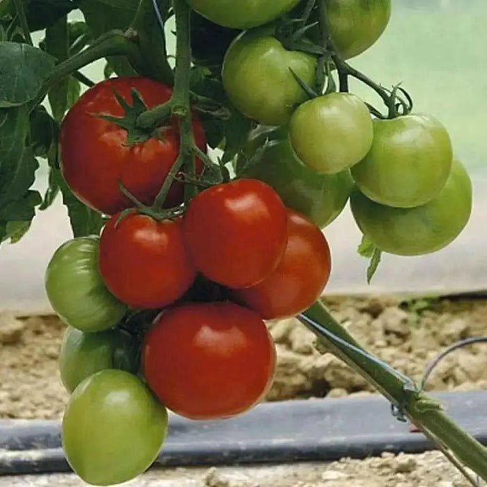 Cobra Tomato Seeds, Very productive Vegetable 10 Seeds - Caribbean garden seed