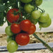 Cobra Tomato Seeds, Very productive Vegetable 10 Seeds - Caribbean garden seed